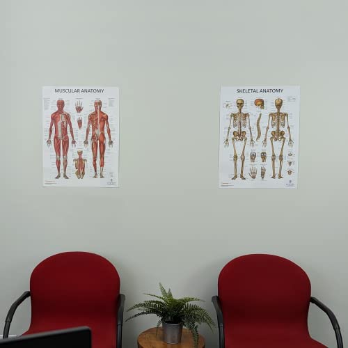 Anatomy Lab Human Anatomy Poster Set | 2 Laminated Charts of Muscular & Skeletal Systems (17.3" x 22.5"), Perfect for Classroom - color: Muscular + Skeletal