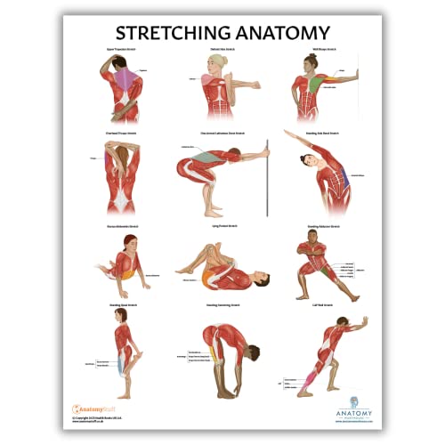 Anatomy Lab Stretching Anatomy Poster, Laminated Exercise and Fitness Chart | 17.3 x 22.5 Inches, Educational Anatomy and Physiology Poster for Physical Education, Workouts - color: Stretching