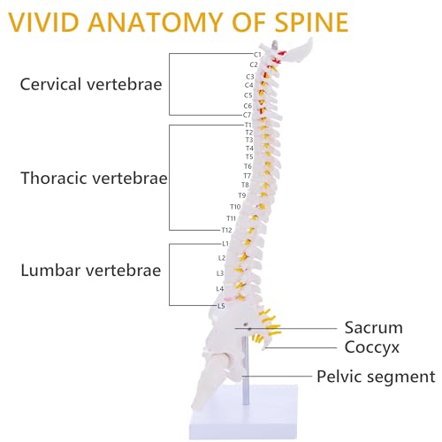 Mini Spine Anatomy Model - 15.5’’ Miniature Human Spine Model with All Nerves for Medical Learning - for Instruction Teaching, Study and Display