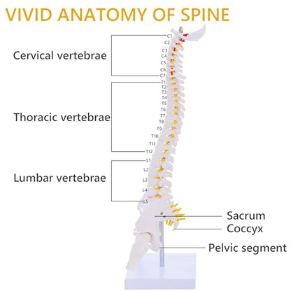 Mini Spine Anatomy Model - 15.5’’ Miniature Human Spine Model with All Nerves for Medical Learning - for Instruction Teaching, Study and Display