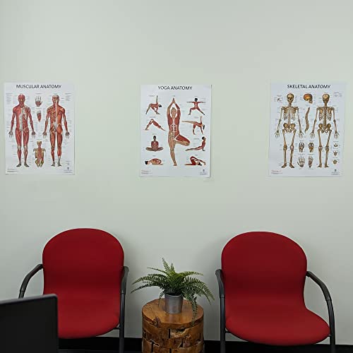 Anatomy Lab 3-Pack Laminated Muscular & Skeletal Anatomy Poster Set - color: Yoga + Muscular + Skeletal