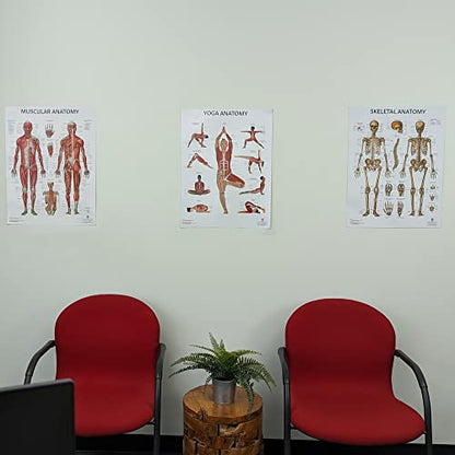 Anatomy Lab 3-Pack Laminated Muscular & Skeletal Anatomy Poster Set - color: Yoga + Muscular + Skeletal