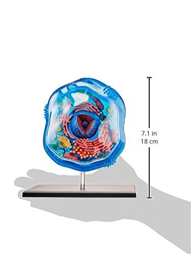 Famemaster 4D-Science Animal Cell Anatomy Model Coral, Black, Mint Green, Beige, Gold, Rose Gold
