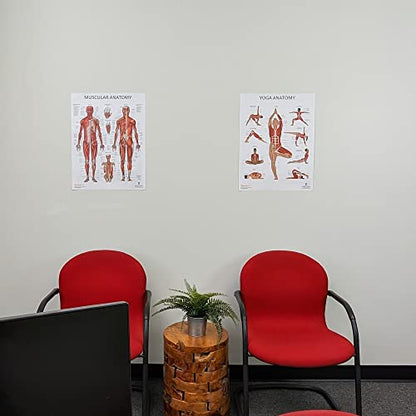 Anatomy Lab 2 PACK Muscular, Yoga Anatomy Poster Set | LAMINATED, Anatomy and Physiology Poster, 17.3 x 22.5 Inches, Muscles Diagram, Workout Set - color: Yoga + Muscular