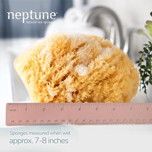 Neptune Caribbean Sea Sponge 2-Pack, Large, Approx. 7-8 in, Exfoliating | Hand cut so size and shape vary slightly. Eco-friendly, biodegradable, ultra-soft for face and body