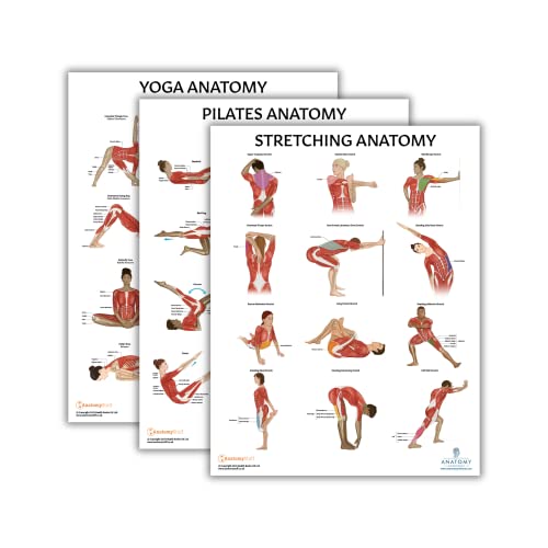 Anatomy Lab Yoga, Pilates, and Stretching Anatomy Poster Set - 3 PACK LAMINATED, Anatomy and Physiology Poster, 17.3 x 22.5 Inches, Stretching Exercise Chart Posters for Wall | 3 Pack Laminated, 17.3 x 22.5 Inches - color: Yoga + Pilates + Stretching