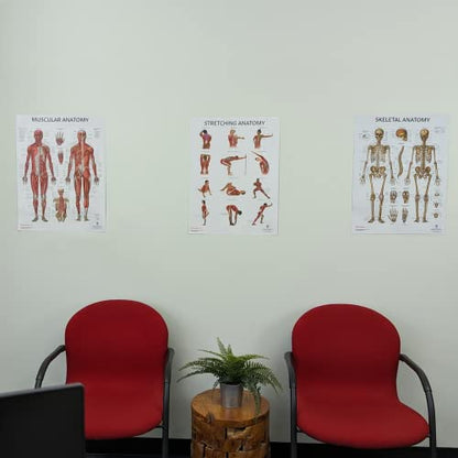 Anatomy Lab Stretching, Muscular, and Skeletal Human Anatomy Poster Set - 3 PACK LAMINATED, 17.3 x 22.5 Inches, Detailed Skeletal System and Muscle Chart Anatomy Poster - color: Stretching + Muscular + Skeletal