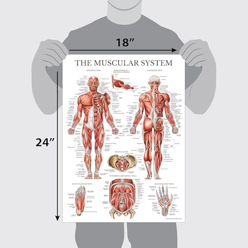 Palace Learning 3 Pack - Muscle + Skeleton + Nervous System Anatomy Poster Set - Muscular and Skeletal System Anatomical Charts - with Plastic Frame 18" x 24" - color: with Plastic Frame