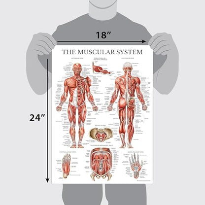 Palace Learning 3 Pack - Muscle + Skeleton + Nervous System Anatomy Poster Set - Muscular and Skeletal System Anatomical Charts - with Plastic Frame 18" x 24" - color: with Plastic Frame