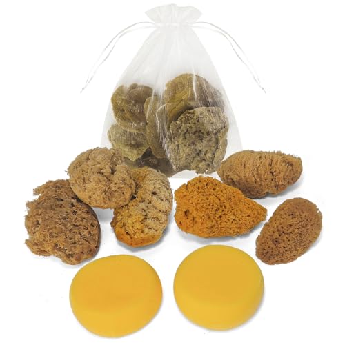 Natural Sea & Synthetic Sponges - Assorted Sizes 8pc Value Pack for Crafts & Artists: Multi - Purpose Art Supply for Professional Painting, Ceramics, Clay & Pottery Projects (8)