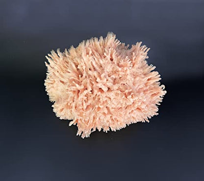 Sea Wool Art Sponge, Professional 5"-6" Unbleached, Faux Finish & Limestone | Premium grade sea wool, 5"-6". Varied pores for natural texturing. Limestone, Venetian plaster, marbling & faux finishes.