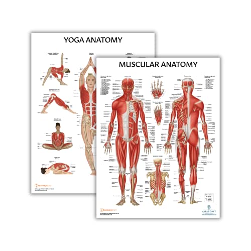 Anatomy Lab 2 PACK Muscular, Yoga Anatomy Poster Set | LAMINATED, Anatomy and Physiology Poster, 17.3 x 22.5 Inches, Muscles Diagram, Workout Set - color: Yoga + Muscular