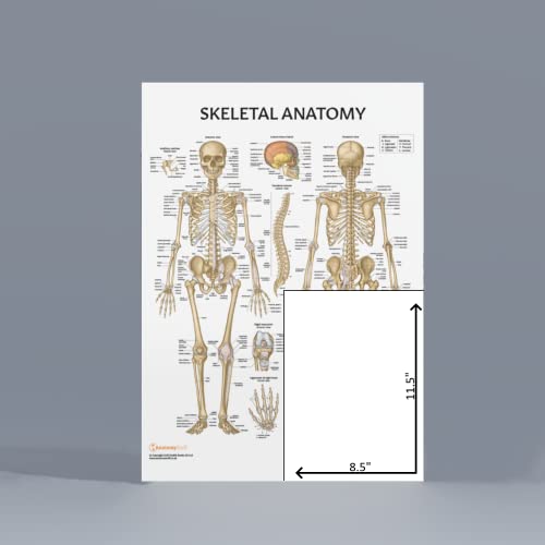 Anatomy Lab Skeletal System Poster, 17.3 x 22.5 Inches, Laminated, Anatomically Accurate, Wall Art for Home Office, Classroom, Fitness Studio - color: Skeletal