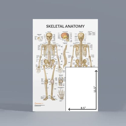 Anatomy Lab Skeletal System Poster, 17.3 x 22.5 Inches, Laminated, Anatomically Accurate, Wall Art for Home Office, Classroom, Fitness Studio - color: Skeletal