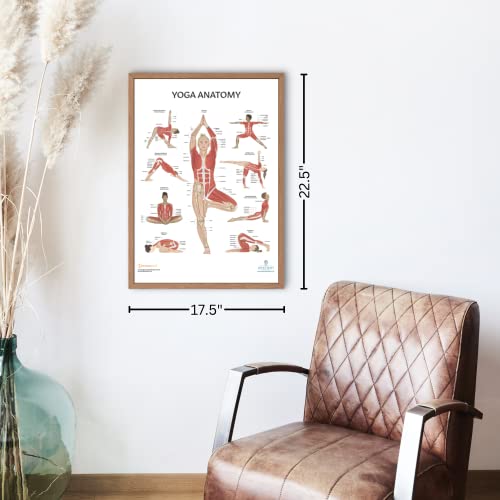 Anatomy Lab Yoga Laminated Poster, Detailed Yoga Anatomy Chart with Muscles | Poses, Body Alignment for Instructors, Students, Wellness Studios - color: Yoga