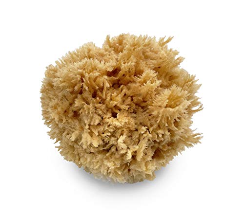 Sea Wool Art Sponge, Professional 5"-6" Unbleached, Faux Finish & Limestone | Premium grade sea wool, 5"-6". Varied pores for natural texturing. Limestone, Venetian plaster, marbling & faux finishes.