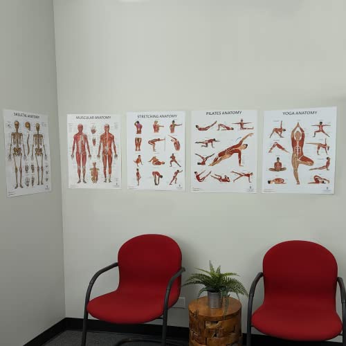 Anatomy Lab Human Anatomy Poster Set, 5 PACK LAMINATED | Muscular, Skeletal, Yoga, Stretching, Pilates, 17.3 x 22.5 Inches, Stretching Exercise Chart - color: Muscular + Skeletal + Yoga + Stretching + Pilates