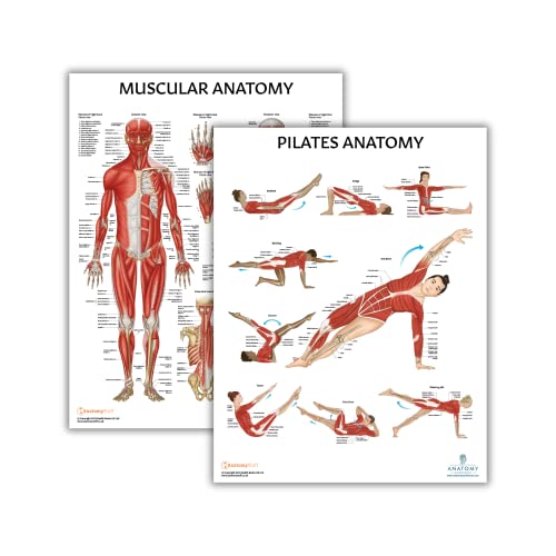 Anatomy Lab Pilates and Muscular Anatomy Poster Set | 2 PACK LAMINATED, Anatomy and Physiology Poster, 17.3 x 22.5 Inches - color: Pilates + Muscular