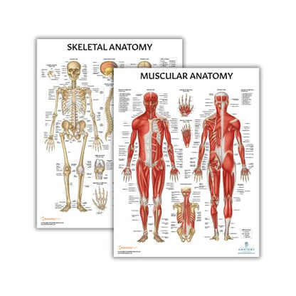 Anatomy Lab Human Anatomy Poster Set | 2 Laminated Charts of Muscular & Skeletal Systems (17.3" x 22.5"), Perfect for Classroom - color: Muscular + Skeletal
