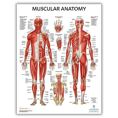 Anatomy Lab 3-Pack Laminated Muscular & Skeletal Anatomy Poster Set - color: Yoga + Muscular + Skeletal