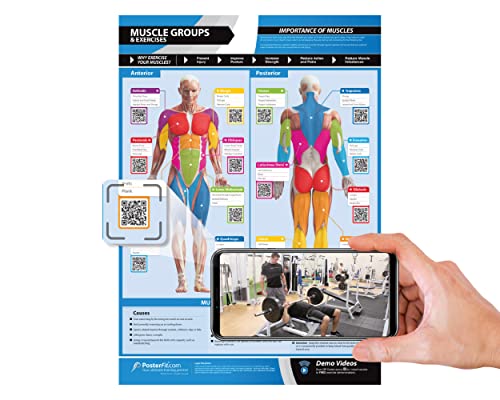 Muscle Groups Gym Workout Poster - EXTRA LARGE 33" X 23.5" - Laminated - Gym & Home Fitness Chart - Includes Video Training Support by Posterfit - size: 33" x 23.5"