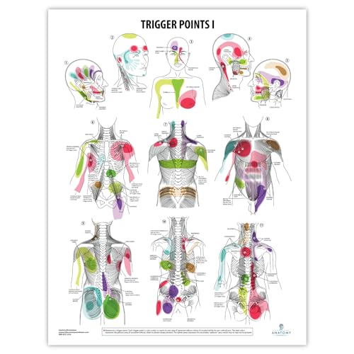 Anatomy Lab Trigger Points I & II Poster Set
