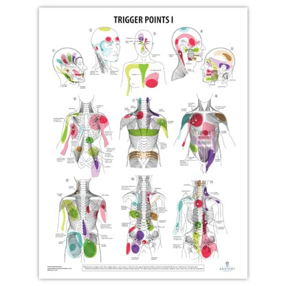 Anatomy Lab Trigger Points I & II Poster Set