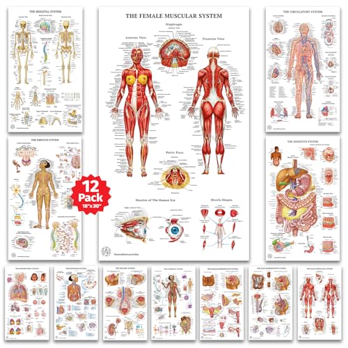 12 Human Anatomy Posters - Medical Posters 18x30 - Laminated Poster | Circulatory, Skeletal, Male Female Muscular, Lymphatic, Reproductive, Nervous, Digestive, Endocrine, Respiratory Systems