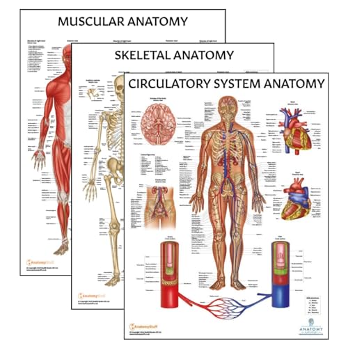 Anatomy Lab Muscular, Skeletal, Circulatory System Human Anatomy Poster Set | 3 PACKLAMINATED 17.3 x 22.5 Inches, Anatomical Charts, Anatomy and Physiology