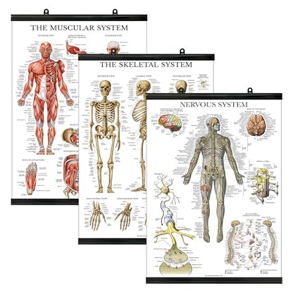 Palace Learning 3 Pack - Muscle + Skeleton + Nervous System Anatomy Poster Set - Muscular and Skeletal System Anatomical Charts - with Plastic Frame 18" x 24" - color: with Plastic Frame