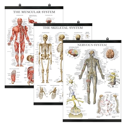 Palace Learning 3 Pack - Muscle + Skeleton + Nervous System Anatomy Poster Set - Muscular and Skeletal System Anatomical Charts - with Plastic Frame 18" x 24" - color: with Plastic Frame