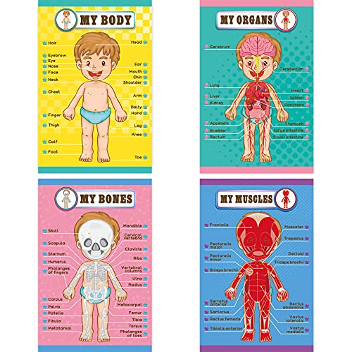 Outus 4 Pcs Human Body Parts Posters for Kids, 11 x 17 Inch | Body Parts Wall Charts, Cartoon Anatomy Chart Educational Preschool Kindergarten Teaching Supplies, Classroom Decoration
