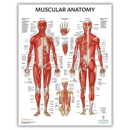 Anatomy Lab Muscular, Skeletal, Circulatory System Human Anatomy Poster Set | 3 PACKLAMINATED 17.3 x 22.5 Inches, Anatomical Charts, Anatomy and Physiology