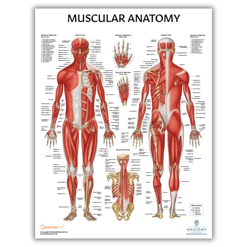 Anatomy Lab Muscular System Anatomical Chart, LAMINATED, 17.3 x 22.5 Inches | Muscles Diagram, Muscular System, Human Body System, Great for Education and Medical Study - color: Muscular