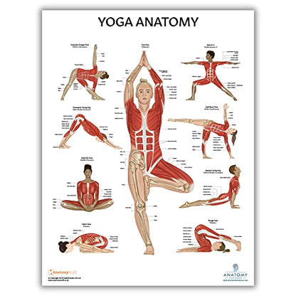 Anatomy Lab 3-Pack Laminated Muscular & Skeletal Anatomy Poster Set - color: Yoga + Muscular + Skeletal