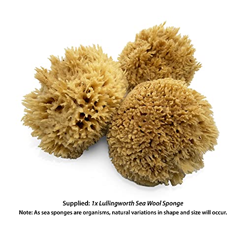 Sea Wool Art Sponge, Professional 5"-6" Unbleached, Faux Finish & Limestone | Premium grade sea wool, 5"-6". Varied pores for natural texturing. Limestone, Venetian plaster, marbling & faux finishes.