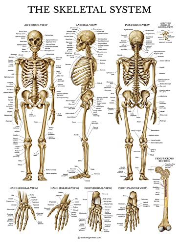 Palace Learning 3 Pack - Muscle + Skeleton + Nervous System Anatomy Poster Set - Muscular and Skeletal System Anatomical Charts - Laminated 18" x 24" - color: Laminated