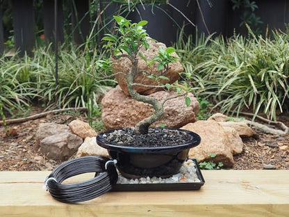 Bronze-1.0-Anodized Aluminum Bonsai Training Wire 250g Large Roll,Many Size to Choose,KSVZS Bendable Metal Wire for Crafts,Sculpting,Armature and Daily Use,Necessities for Family - size: Bronze-1.0, style: Bronze-1.0