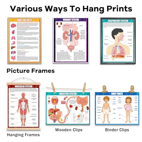 14Pcs Human Anatomy Posters Educational Learn Body Parts physiology study charts Wall Art Print Classroom Decorations for Kids Primary Middle High School Curriculum Homeschool Activity 11 x 14.7 In