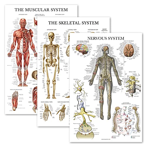 Palace Learning 3 Pack - Muscle + Skeleton + Nervous System Anatomy Poster Set - Muscular and Skeletal System Anatomical Charts - Laminated 18" x 24" - color: Laminated