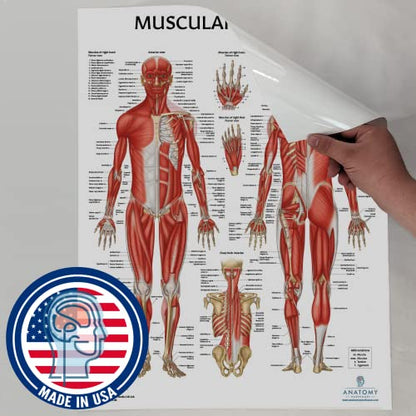 Anatomy Lab Muscular System Anatomical Chart, LAMINATED, 17.3 x 22.5 Inches | Muscles Diagram, Muscular System, Human Body System, Great for Education and Medical Study - color: Muscular