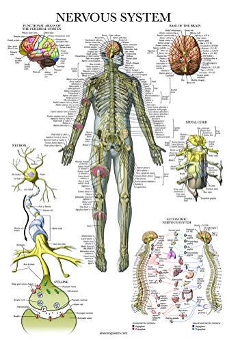 Palace Learning 3 Pack - Muscle + Skeleton + Nervous System Anatomy Poster Set - Muscular and Skeletal System Anatomical Charts - Laminated 18" x 24" - color: Laminated