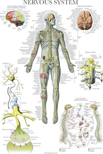 Palace Learning 3 Pack - Muscle + Skeleton + Nervous System Anatomy Poster Set - Muscular and Skeletal System Anatomical Charts - with Plastic Frame 18" x 24" - color: with Plastic Frame