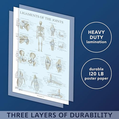 Palace Learning 4 Pack - Anatomical Poster Set - Laminated - Muscular, Skeletal, Ligaments of the Joints, Anatomy of the Spine - Anatomy Chart Set (LAMINATED, 18” x 24”) - color: LAMINATED