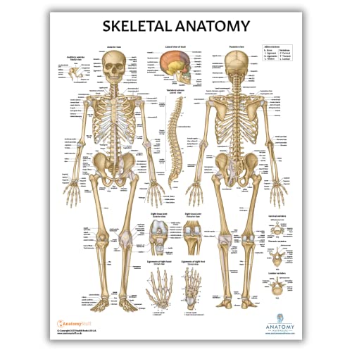 Anatomy Lab Muscular, Skeletal, Circulatory System Human Anatomy Poster Set | 3 PACKLAMINATED 17.3 x 22.5 Inches, Anatomical Charts, Anatomy and Physiology