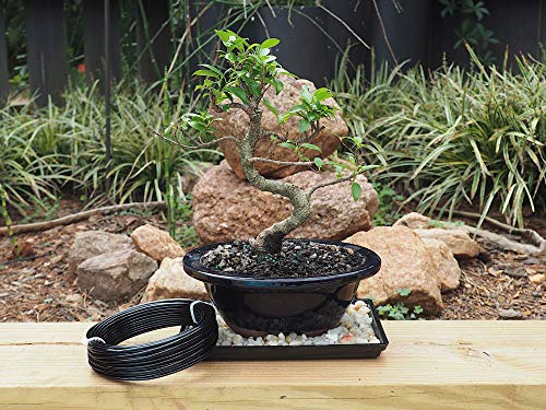 Anodized Aluminum 2.5mm Bonsai Training Wire 250g Large Roll (60 feet) - Choose Your Size and Color (2.5mm, Black) - color: Black, size: 2.5mm