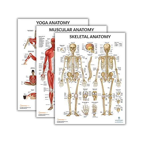 Anatomy Lab 3-Pack Laminated Muscular & Skeletal Anatomy Poster Set - color: Yoga + Muscular + Skeletal