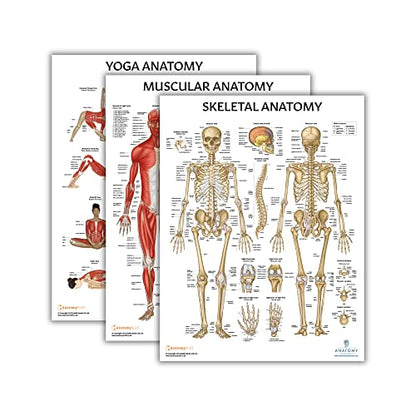 Anatomy Lab 3-Pack Laminated Muscular & Skeletal Anatomy Poster Set - color: Yoga + Muscular + Skeletal