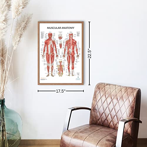 Anatomy Lab 3-Pack Laminated Muscular & Skeletal Anatomy Poster Set - color: Yoga + Muscular + Skeletal