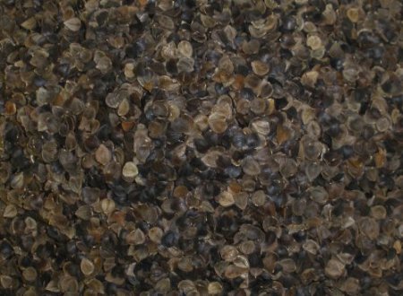 ZEN CHI Organic Buckwheat Hulls Pillow, Personal Standard Size 14"x20"